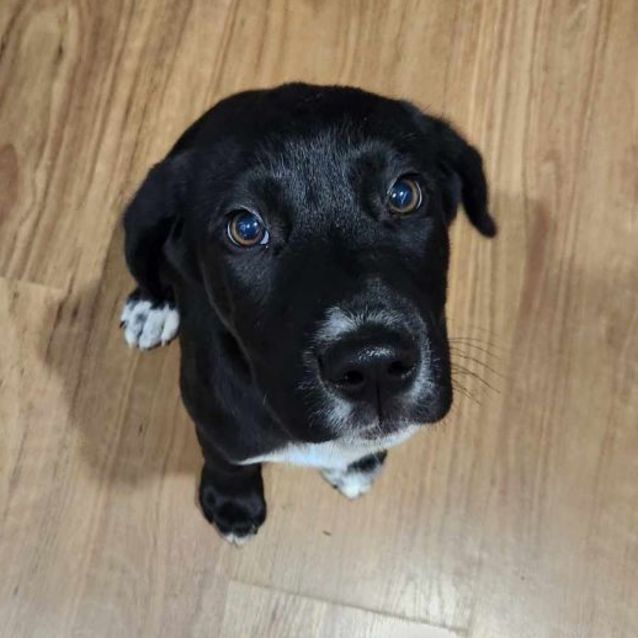 Photo of Shadow