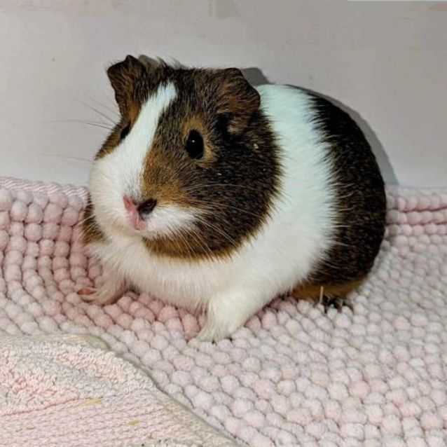 Photo of Fabulous Four (Located In St Kilda)