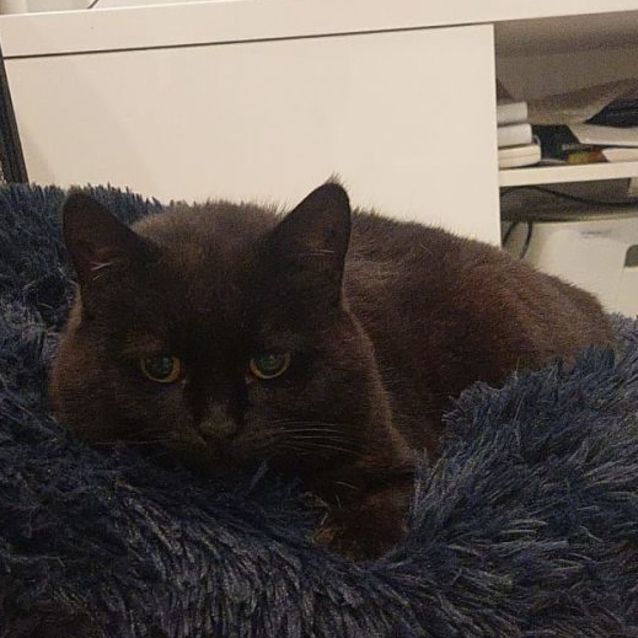 Photo of Onix
