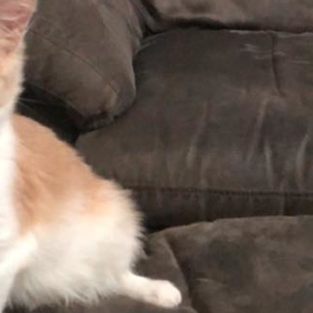 Photo of Ace 
