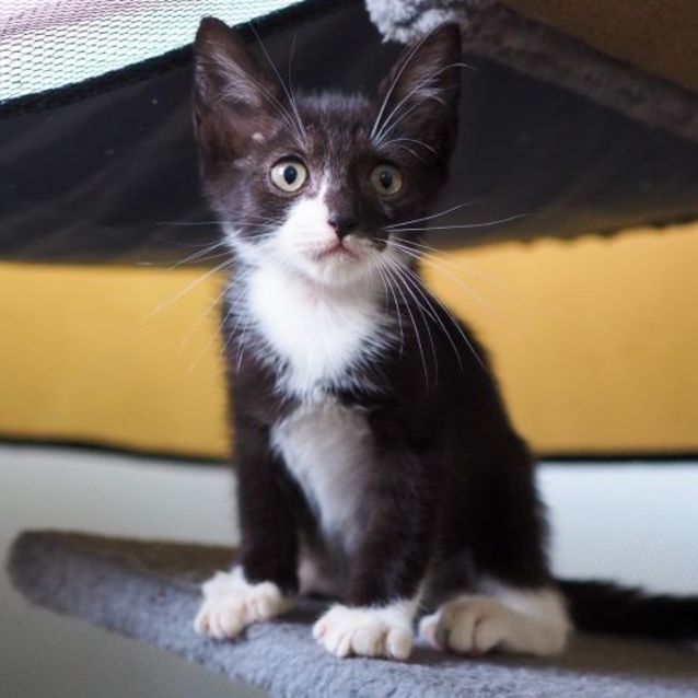 Photo of Alex  9 Week Old (On Trial 30/03/2022)