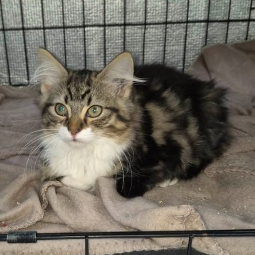 Ren **2nd Chance Cat Rescue **