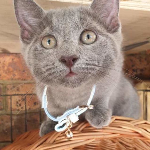 Photo of Borris