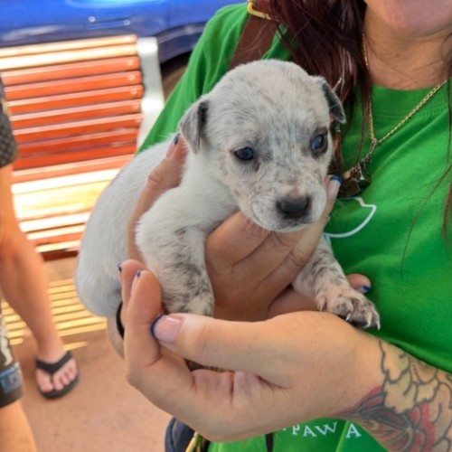 Chanel (Bessie's Puppy)