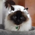 Photo of Shyloh (Located In Greensborough)