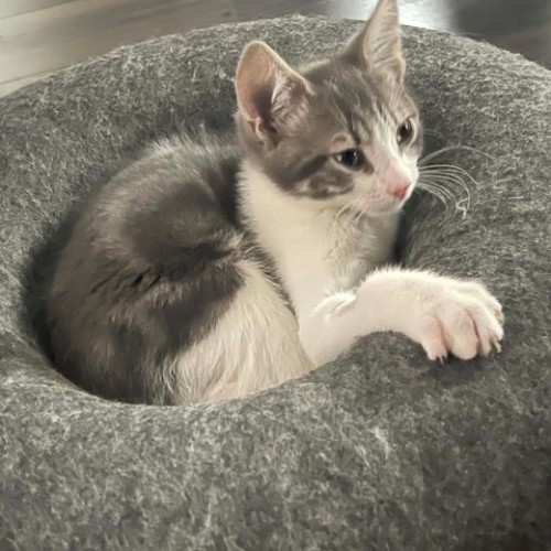 Benny**2nd chance cat rescue**