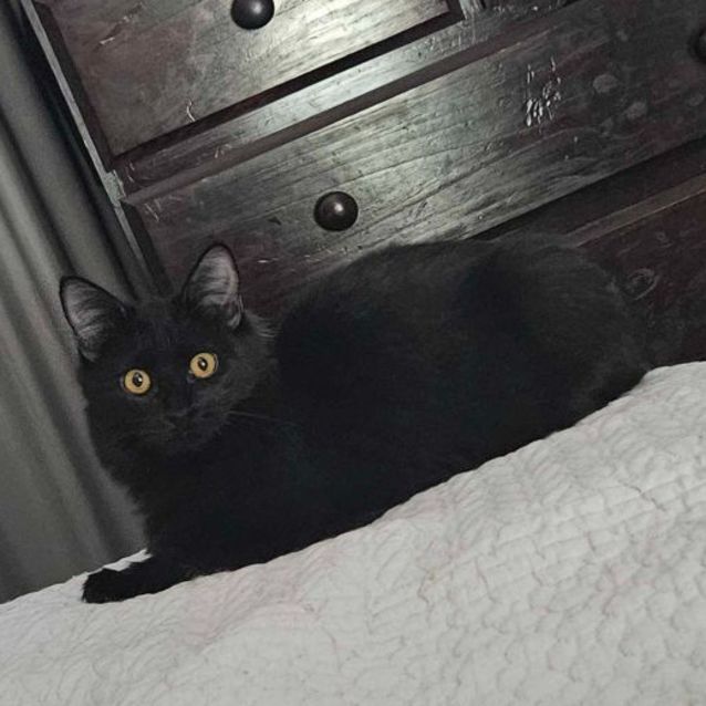 Photo of Toothless