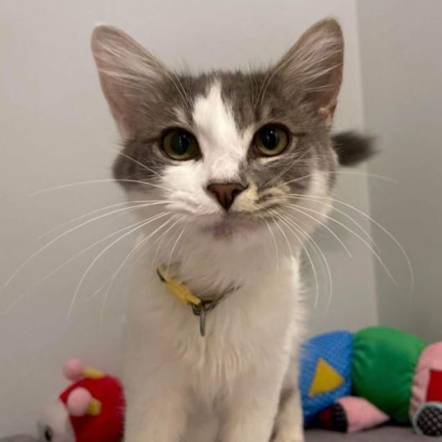 Petbarn cat toys on sale