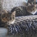 Photo of Isabella And Philippe Located In Malvern East