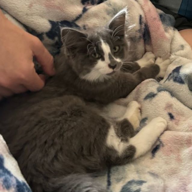 Photo of Koko