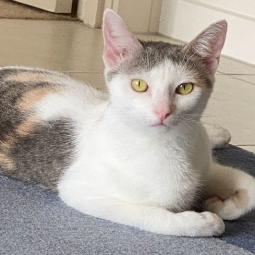 Small Paws Animal Rescue QLD PetRescue