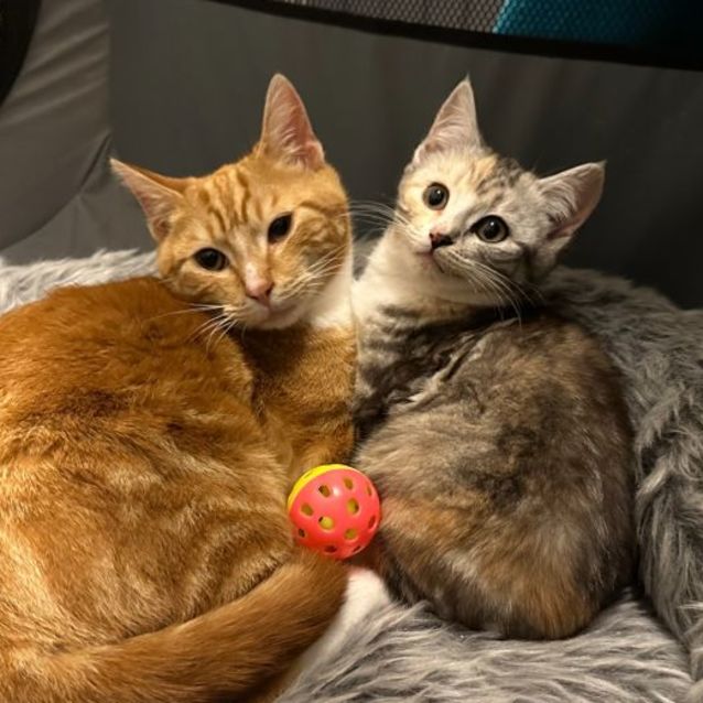 Photo of Digglet **2nd Chance Cat Rescue**