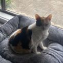 Photo of Star 8 Year Old Domestic Short Hair (Trial 29/6