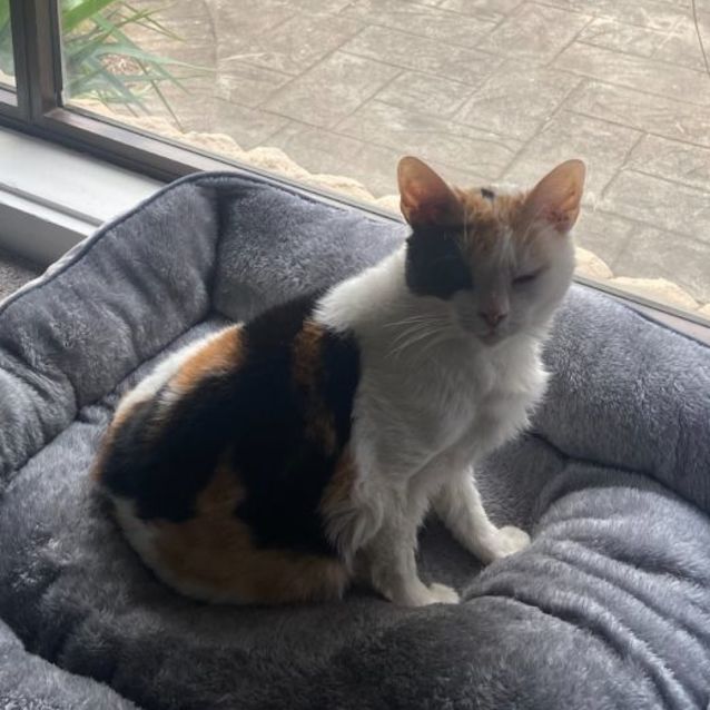 Photo of Star   8 Year Old Domestic Short Hair (Trial 29/6