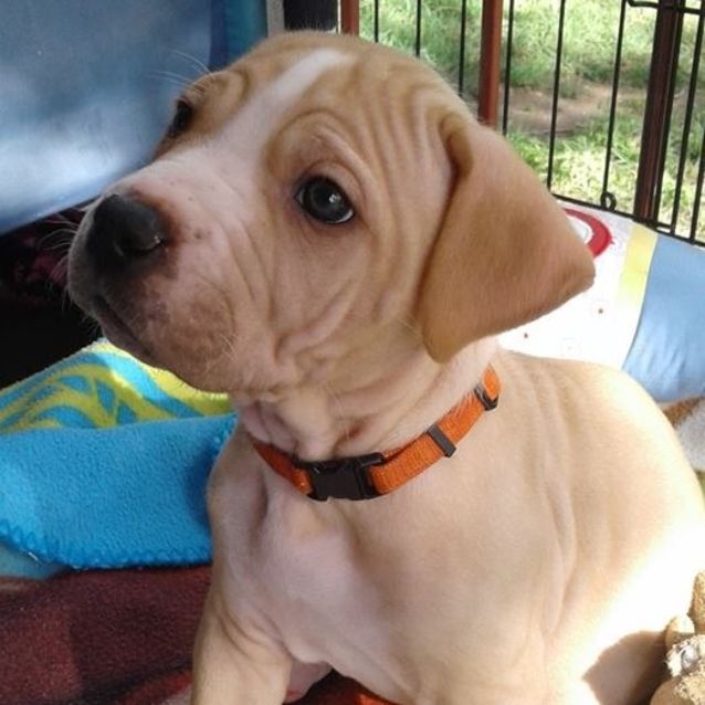 Roxy - Medium Female Rhodesian Ridgeback x Rottweiler Mix ...