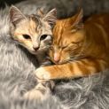 Photo of Digglet **2nd Chance Cat Rescue**