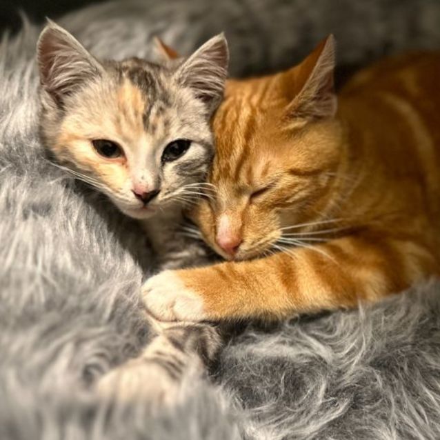 Photo of Digglet **2nd Chance Cat Rescue**