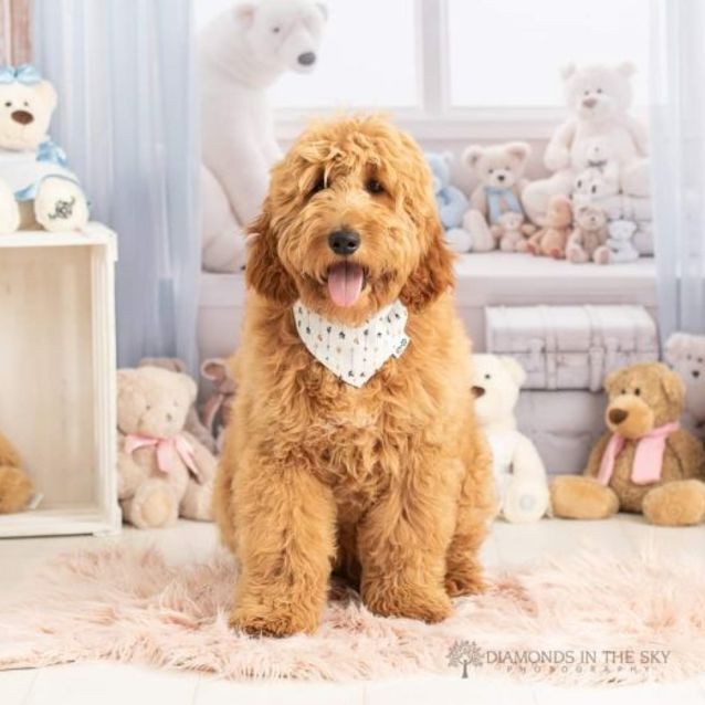 Golden retriever store teddy bear mix