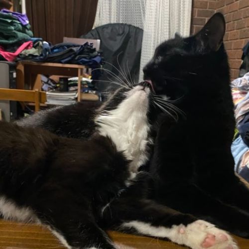 Luna **2nd Chance Cat Rescue**