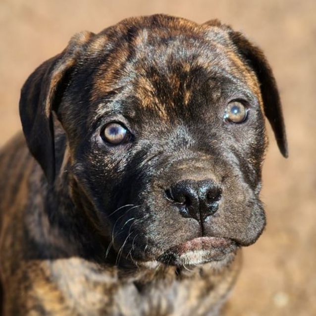 Photo of Patsy Cline