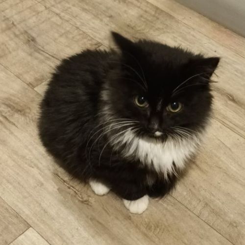 Nimbus**2nd Chance Cat Rescue**