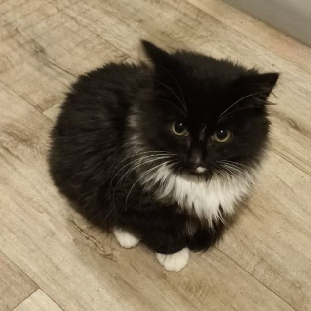 Photo of Nimbus**2nd Chance Cat Rescue**
