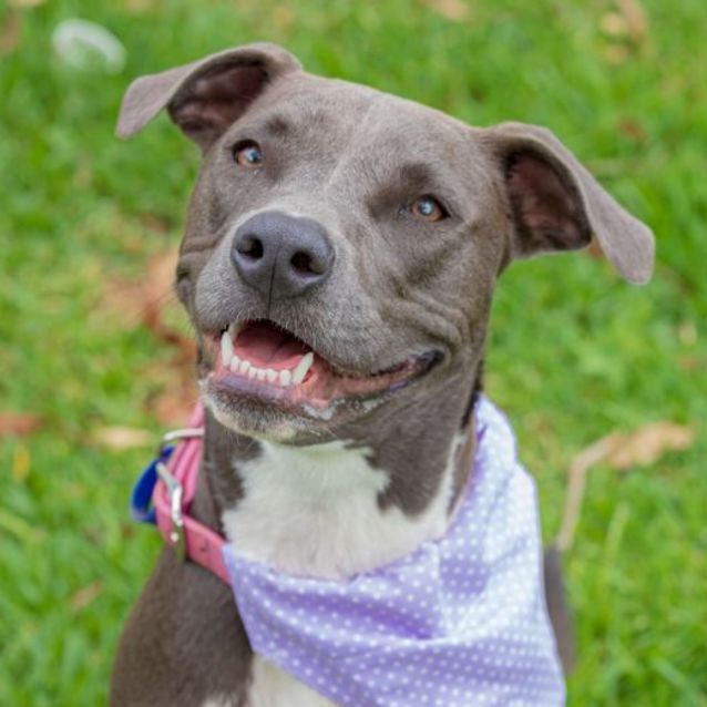 Photo of Sage ~ 1yr Old American Staffy(on Trial 27/8/22)