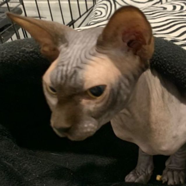 Nefertiti Female Sphynx Cat in QLD PetRescue
