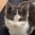 Photo of Finley   Located In Braybrook