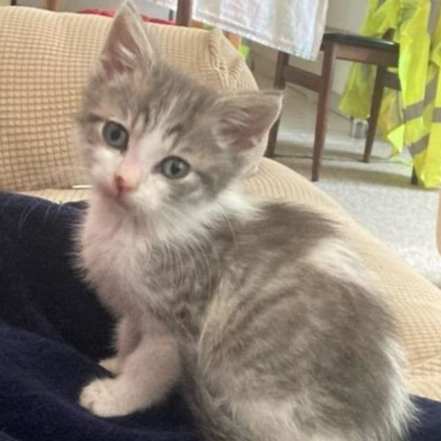 Photo of Jedi And Yodi