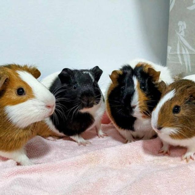 Photo of Fabulous Four (Located In St Kilda)