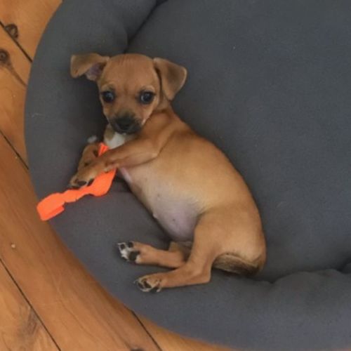 Indi