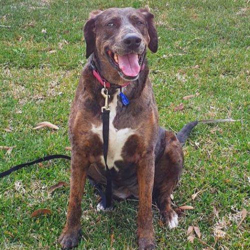 Tess ~ 7yr Old Doberman X Catahoula(On Trial 9/10/