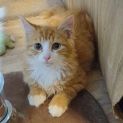 Photo of Meggs ** 2nd Chance Cat Rescue**