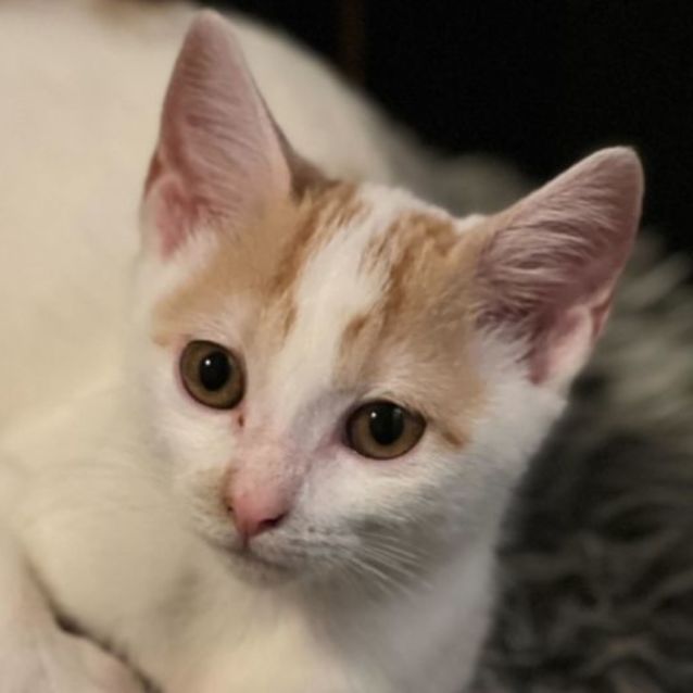 Photo of Phoebe