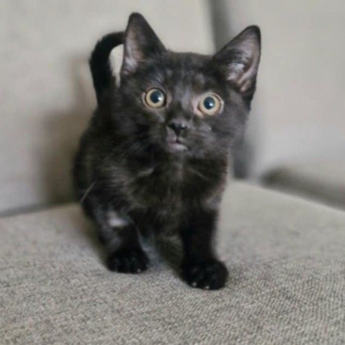 Zeno - Located in Wallan