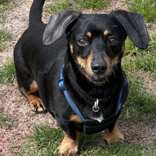 No photo for Frankie