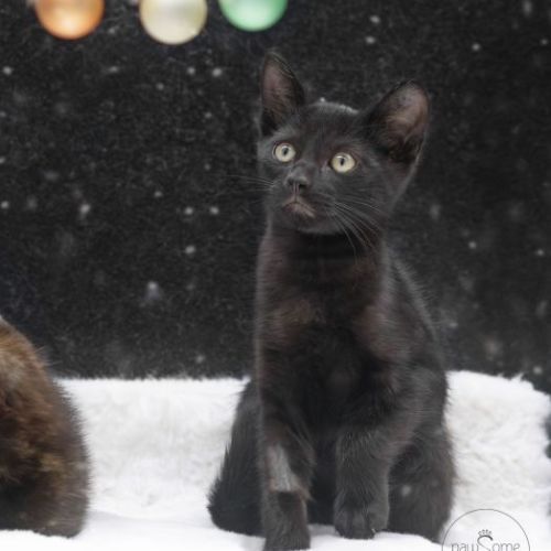 Gumby **2nd Chance Cat Rescue**