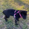 Photo of Velvet