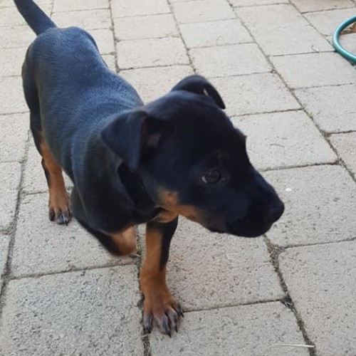 Puppy Calliope DL2285
