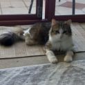 Photo of Kiki Paws