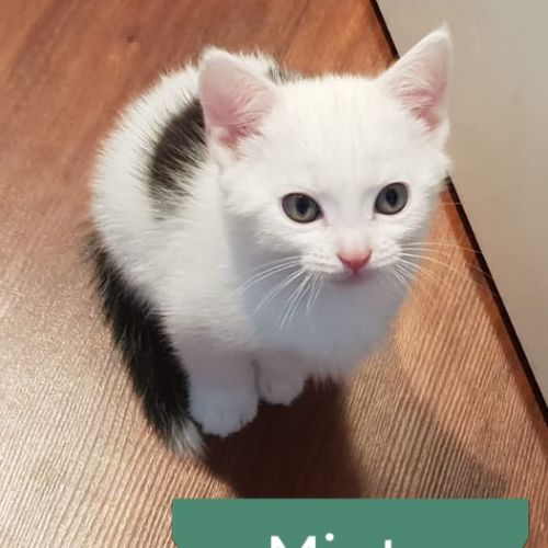 Minty ^^Dandy Cat Rescue^^
