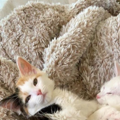Edwina & Tiffany ^^Dandy Cat Rescue^^