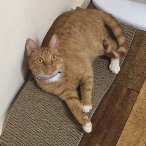 Peaches