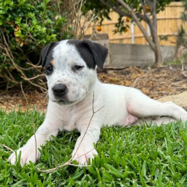 Cal Medium Male Bull Arab x Staffy Dog in VIC PetRescue
