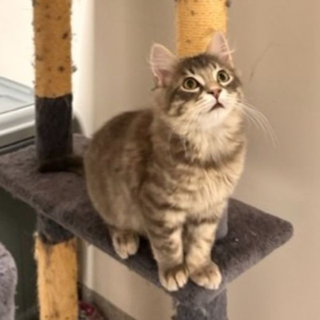 Photo of Quarter Pounder