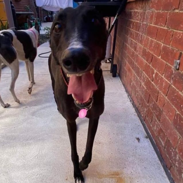 Photo of Hana  6yr Old Greyhound