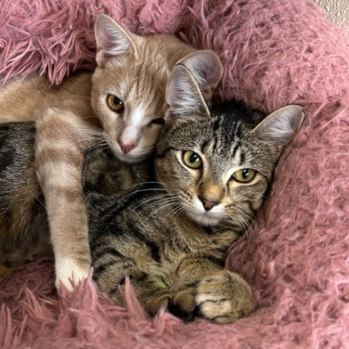 🧨 Palmer 6919 🧨