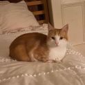 Photo of Clementine