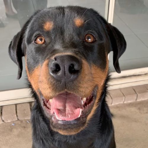 Max~Rottweiler(On Trial 10/1/21)
